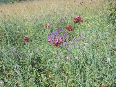 0115Flowers general.jpg